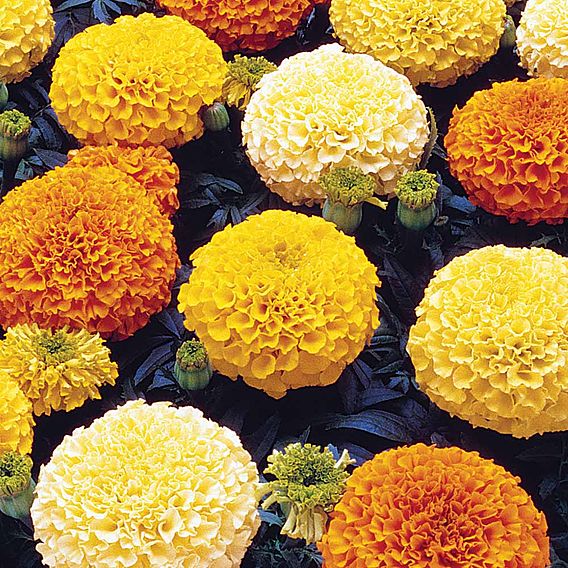 Marigold (African) Seeds - Marvel Mixed F1 -