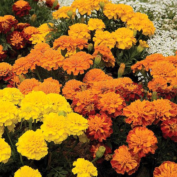Marigold 'Boy O'Boy Mixed' (French) - Seeds