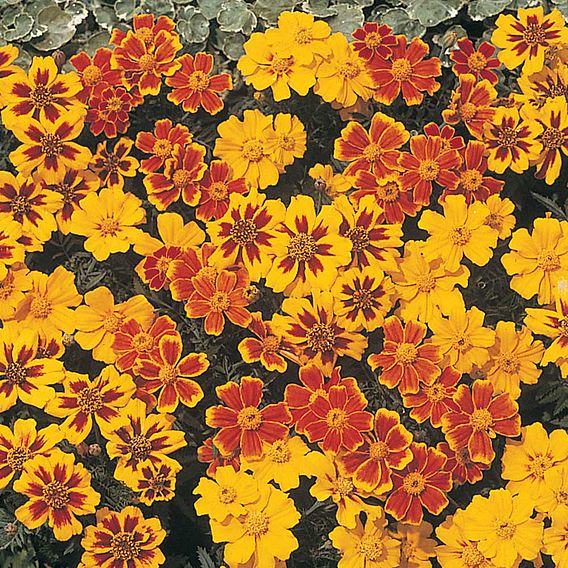 Marigold 'Disco' (Dwarf French) - Seeds