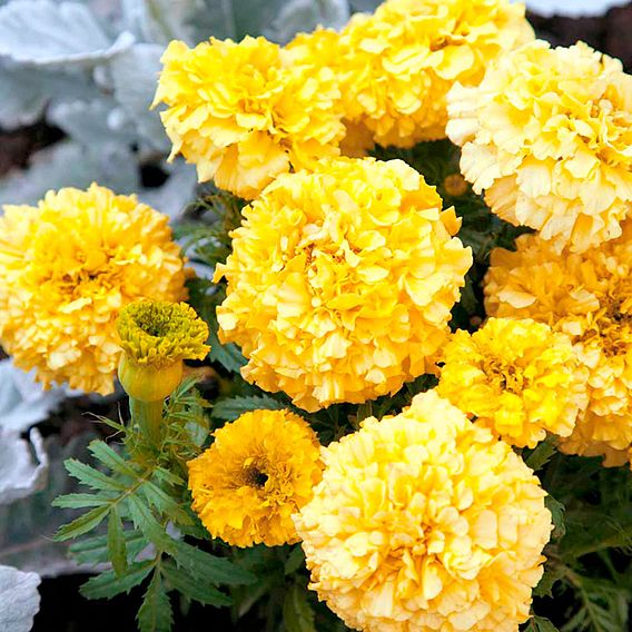 African Marigold 'Lemon Hedger' - Seeds
