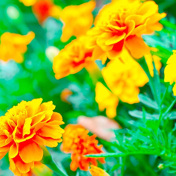 Marigold 'Defender Mixed' (French) - Seeds