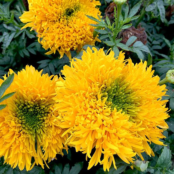 African Marigold  Seeds - Mission Giant