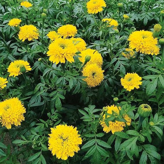 African Marigold 'Mission Giant' - Seeds