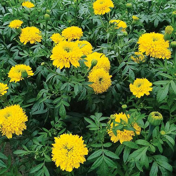 African Marigold  Seeds - Mission Giant