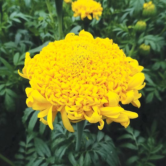 African Marigold  Seeds - Mission Giant