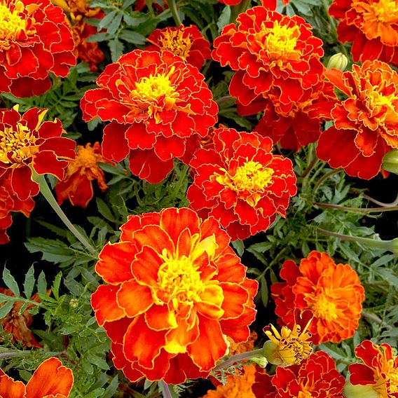 Marigold 'Firebird' (French) - Seeds