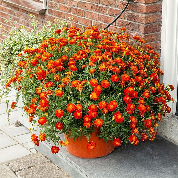 Marigold 'Firebird' (French) - Seeds