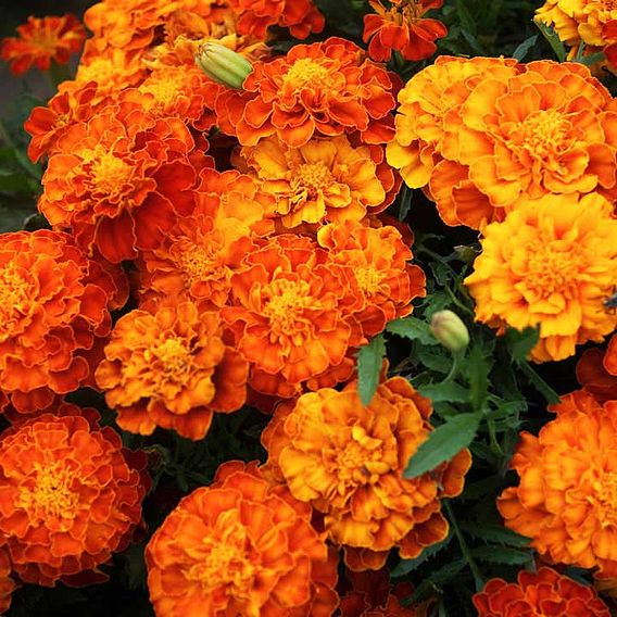 French Marigold Seeds- Tiger Eyes