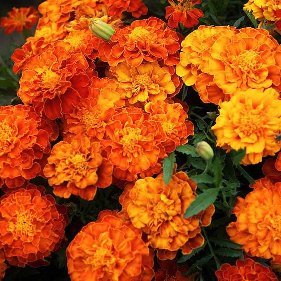 Marigold 'Tiger Eyes' (French) - Seeds