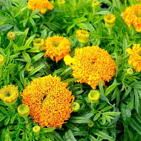 African Marigold Seeds - Cupid Orange