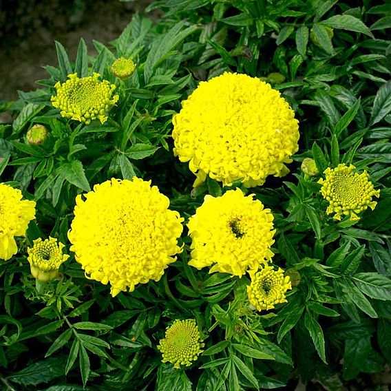 African Marigold 'Cupid Lemon' - Seeds