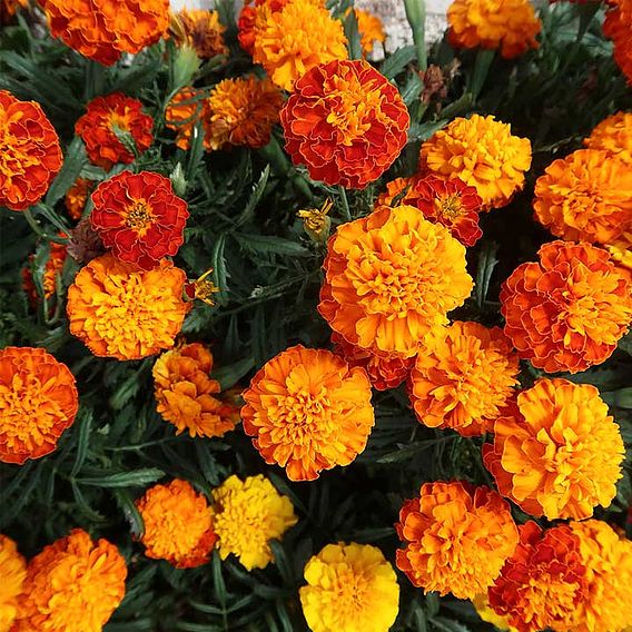 Marigold 'Honeycomb' (French) - Seeds