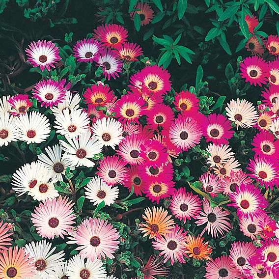 Mesembryanthemum 'Criniflorum' - Seeds