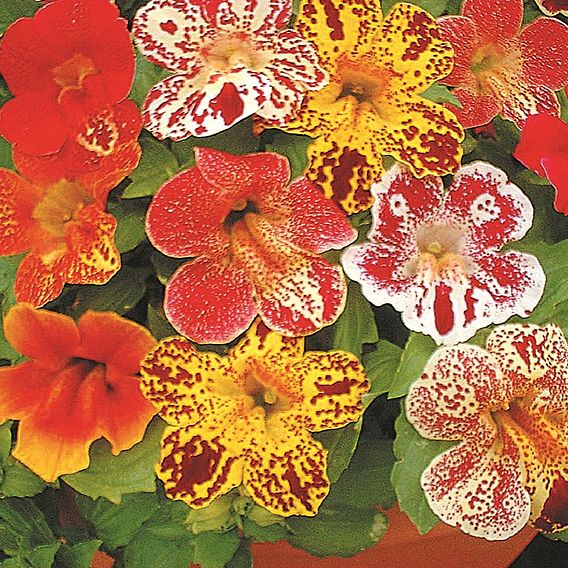 Mimulus 'Little Devil' F2 - Seeds
