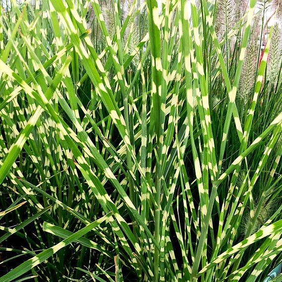 Miscanthus sinensis 'Zebrinus'