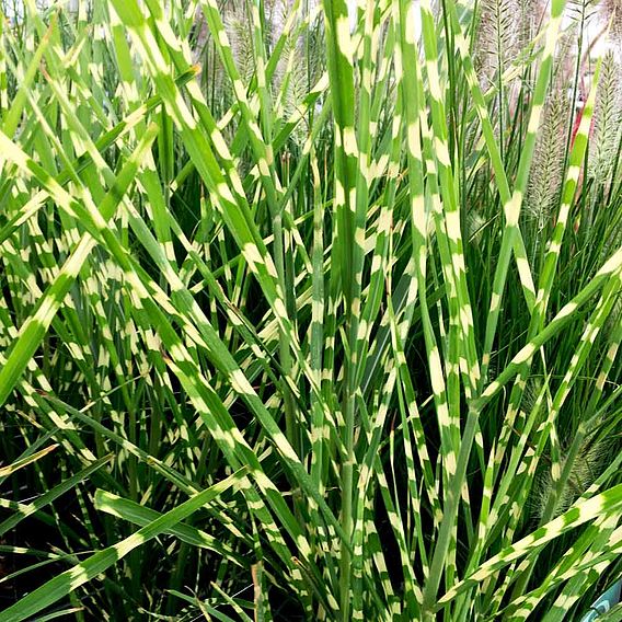 Miscanthus sinensis 'Zebrinus'