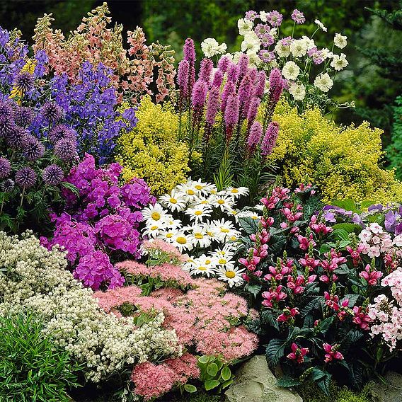 Nurserymans Choice Perennial Cottage Garden Collection