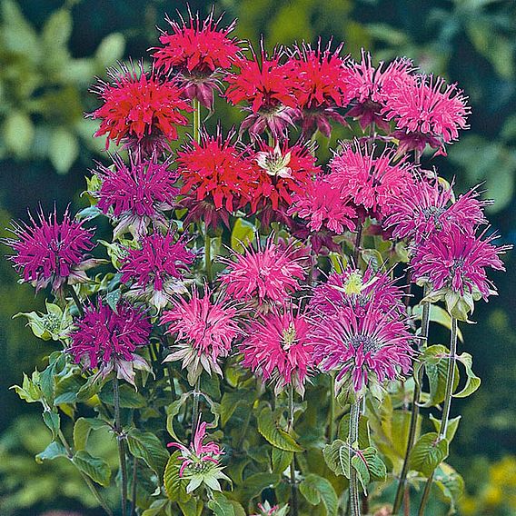 Monarda 'Panorama Mixed' - Seeds