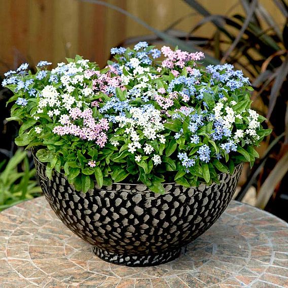 Forget-Me-Not Plants - Sylvia Mixed