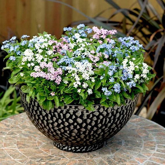 Forget-Me-Not Plants - Sylvia Mixed