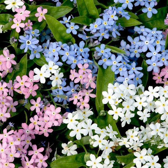 Forget-Me-Not Plants - Sylvia Mixed