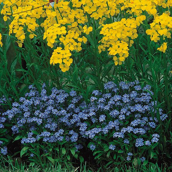 Myosotis 'Compindi' - Seeds