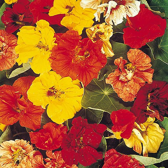 Nasturtium Seeds - Trailblazer