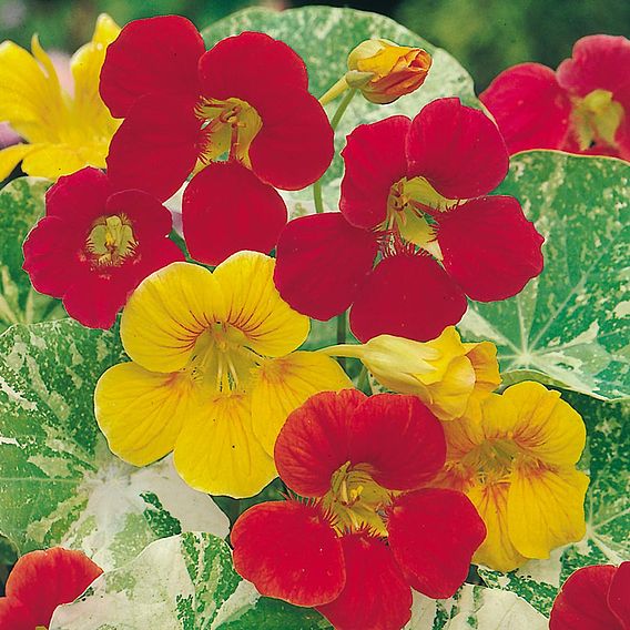 Nasturtium Seeds - Alaska Mixed