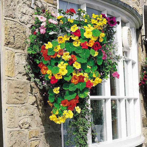 Nasturtium 'Day Glow' (Gleam Mix) - Seeds