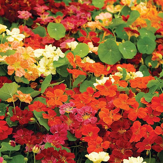 Nasturtium 'Paintbox Mixed' - Seeds