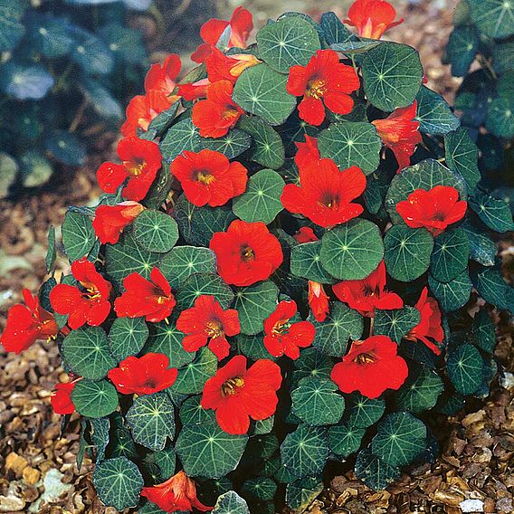 Nasturtium 'Princess Of India' - Seeds