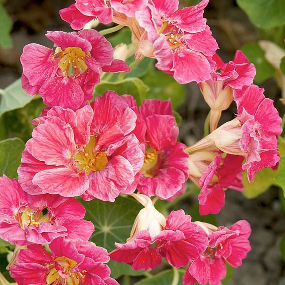 Nasturtium 'Jewel Cherry Rose' - Seeds