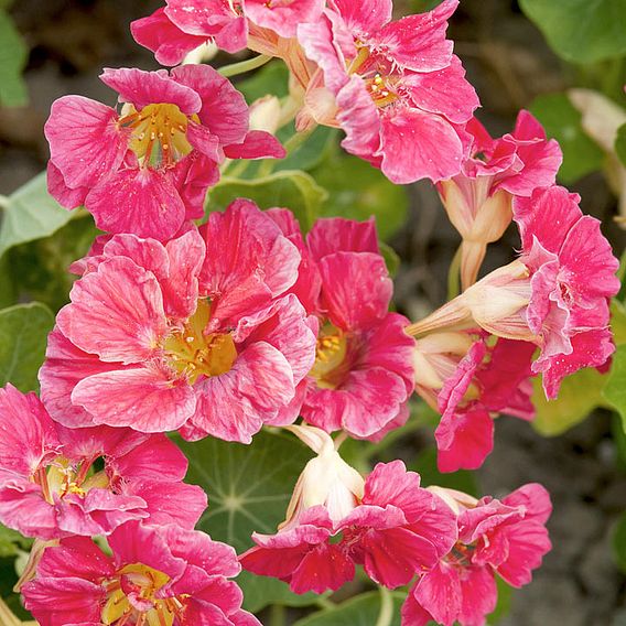 Nasturtium - Jewel Cherry Rose