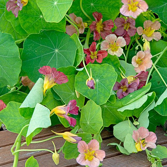 Nasturtium 'Purple Emperor' - Seeds