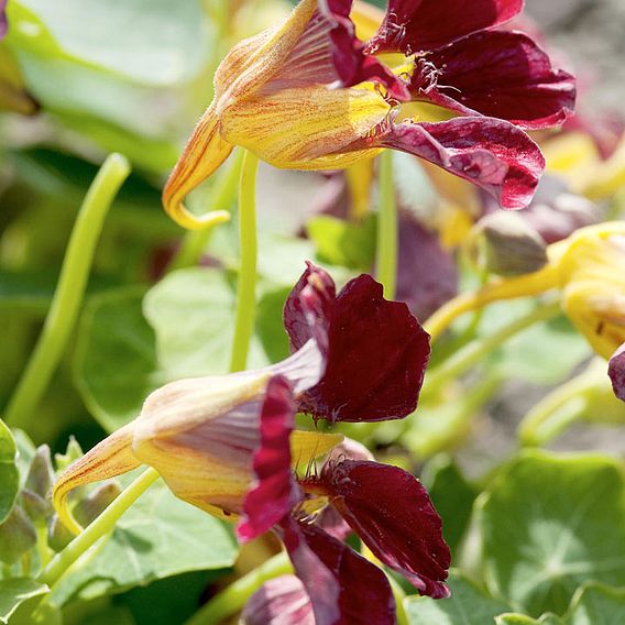 Nasturtium 'Purple Emperor' - Seeds