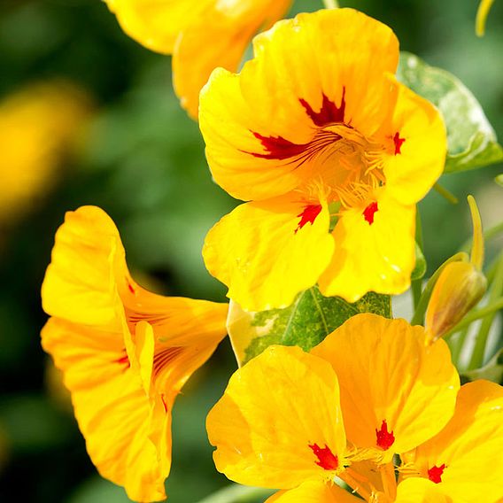 Nasturtium 'Alaska Ladybird' - Seeds