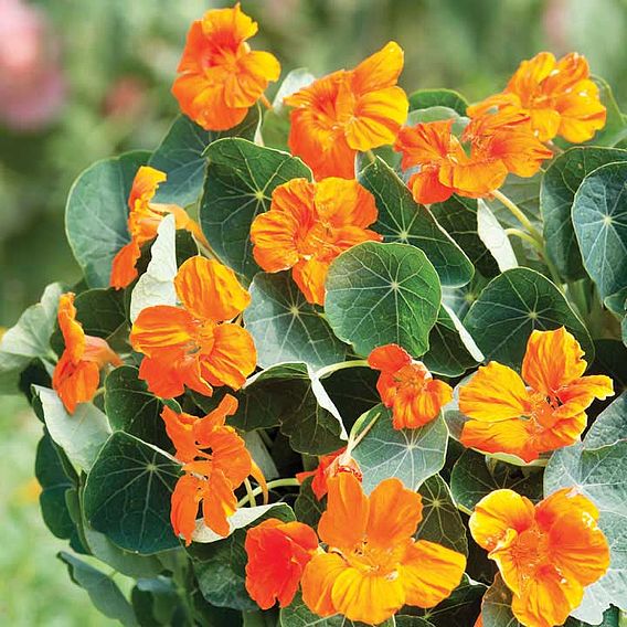 Nasturtium 'Baby Orange' - Seeds