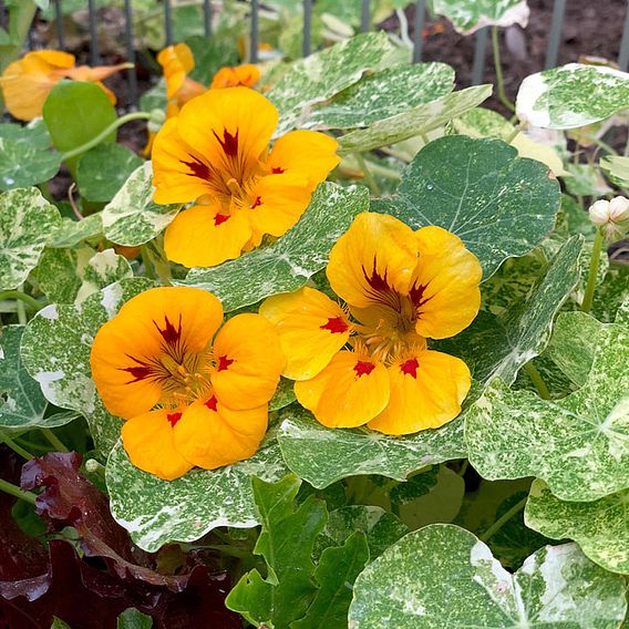 Nasturtium 'Alaska Ladybird' - Seeds