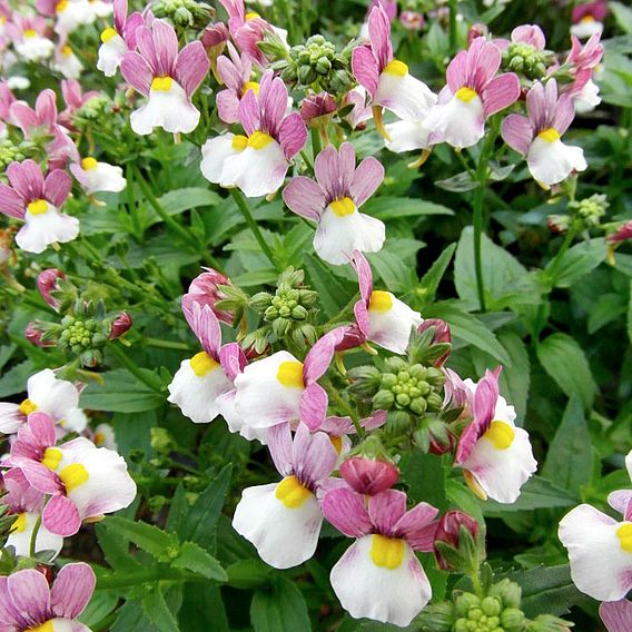 Nemesia 'Dobies Heaven Scent' - Seeds