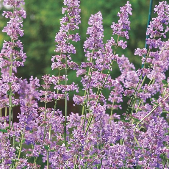 Nepeta 'Six Hills Giant'