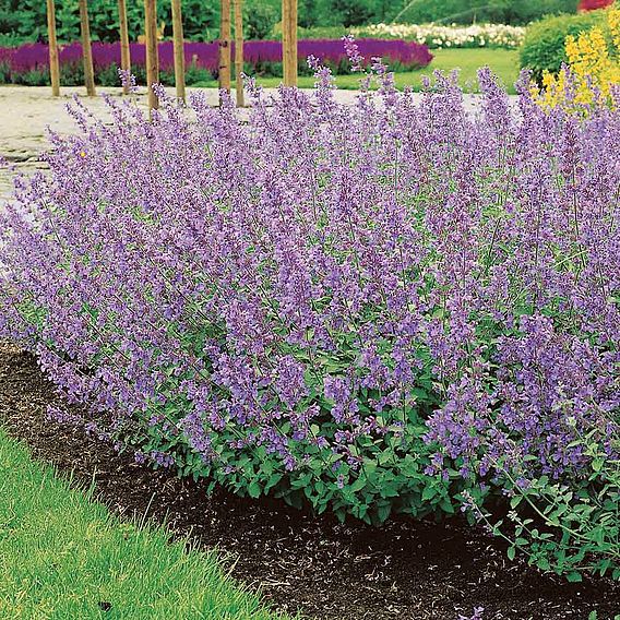 Nepeta 'Six Hills Giant'