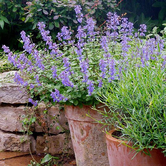 Nepeta faassenii 'Purrsian Blue'