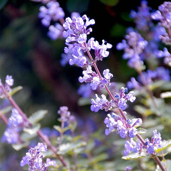 Nepeta faassenii 'Purrsian Blue'