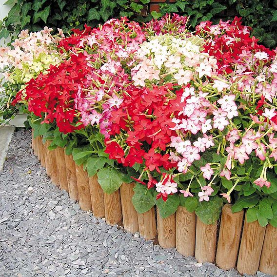 Nicotiana 'Domino Mixed' F1 - Seeds