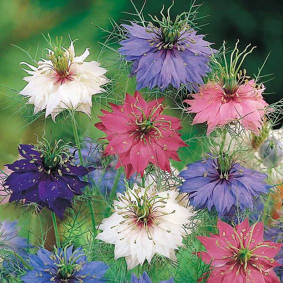 Nigella 'Persian Jewels' - Seeds