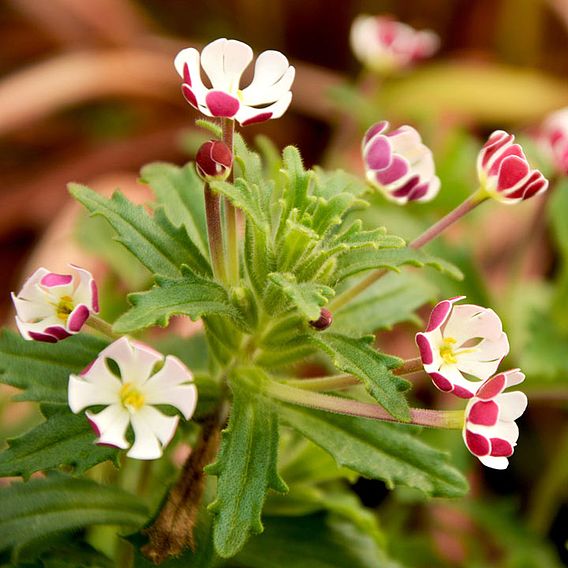 Zaluzianskya ovata 'Star Balsam'