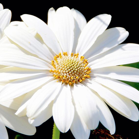 Osteospermum 'Snow Pixie' (Hardy)