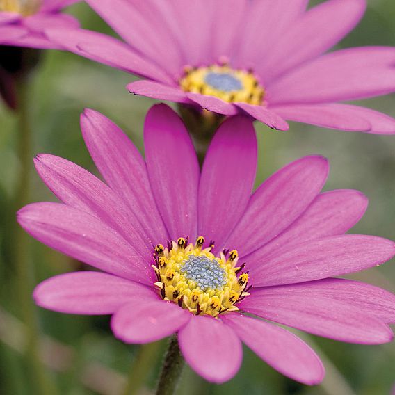 Osteospermum 'In The Pink' (Hardy)