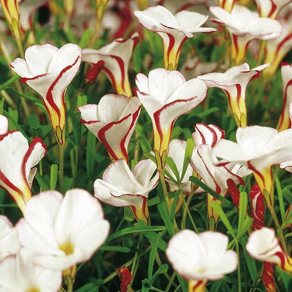 Oxalis versicolor