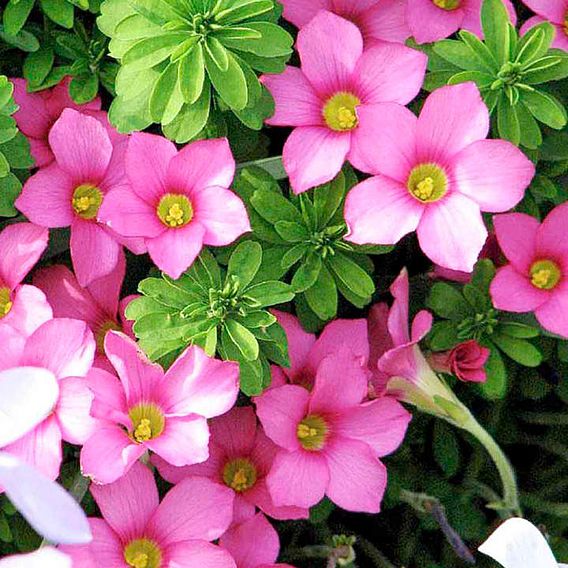 Oxalis hirta 'Gothenburg'